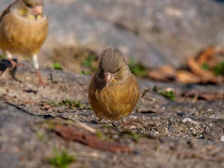 地面を歩くカワラヒワ 地面を歩くカワラヒワの写真