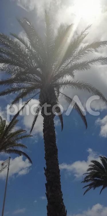 ヤシの木と夏日（縦） 椰子,ヤシの木,青空の写真素材