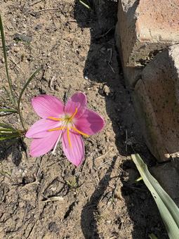 ピンクの花 ピンクの花の写真