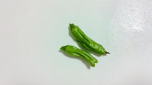 しし唐がなり始めました しし唐がなり始めましたの写真