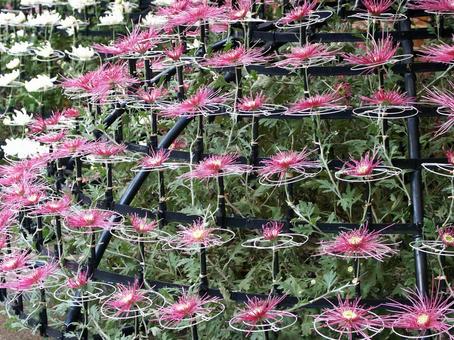 Photo, flower, autumn, traditional chrysanthemum, 