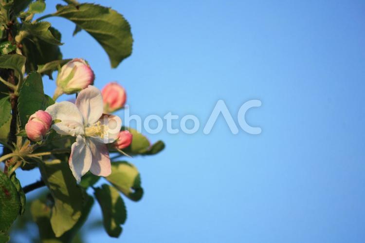 いい咲きっぷりだね～ リンゴ,花,葉っぱの写真素材