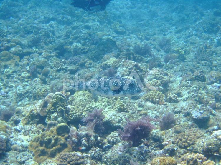 サンゴとイソギンチャク イソギンチャク,サンゴ,ダイビングの写真素材