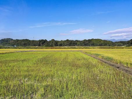 三重県鈴鹿市庄野町　秋の田園風景 田園風景,田圃,田畑の写真素材