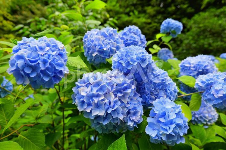 鎌倉の明月院の青の紫陽花 あじさい,紫陽花,明月院の写真素材
