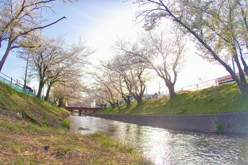 [愛知県]丹羽郡大口町の五条川の桜並木 桜,桜並木,菜の花の写真素材