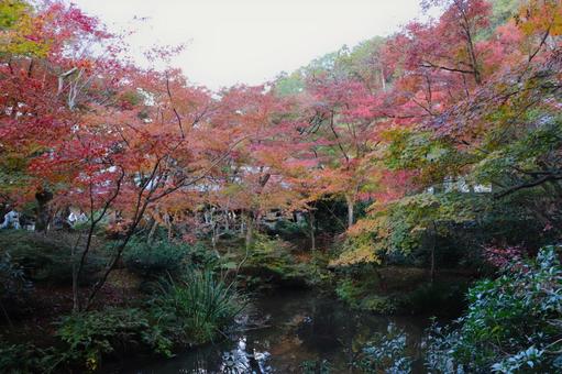 圓光寺　十牛之庭の紅葉 圓光寺,十牛之庭,紅葉の写真素材