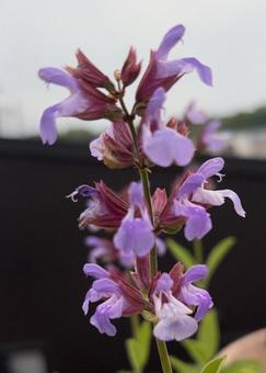 R7.06.03 セージの花 4 R7.06.03 セージの花 4の写真