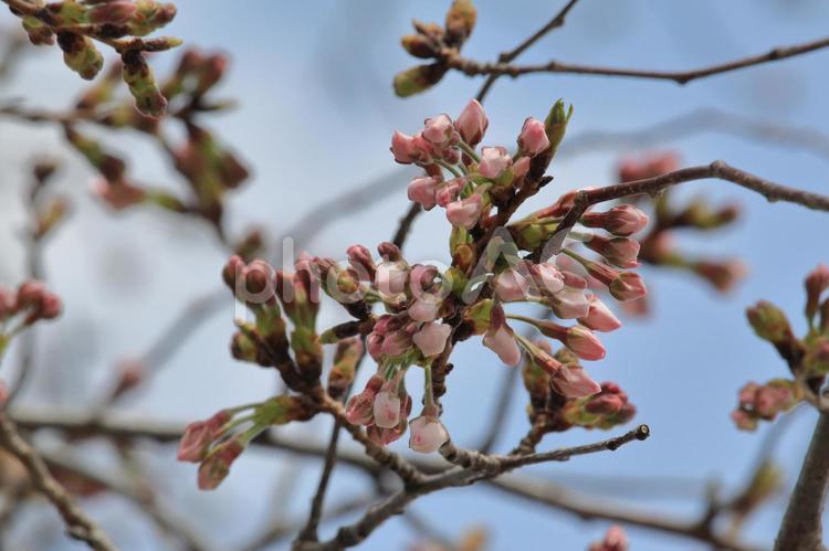 開花前のソメイヨシノ ソメイヨシノ,桜,開花前の写真素材