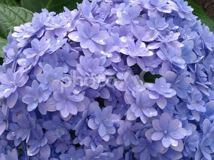 雨とあじさい あじさい,花,繊細なの写真素材