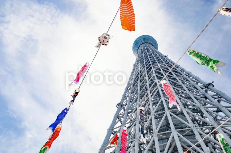 スカイツリーと鯉のぼり　青空　晴れ 鯉のぼり,スカイツリー,青空の写真素材