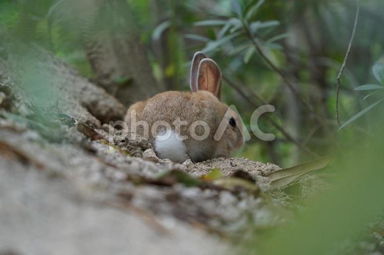 ウサギのお尻 兎,うさぎ,ウサギの写真素材