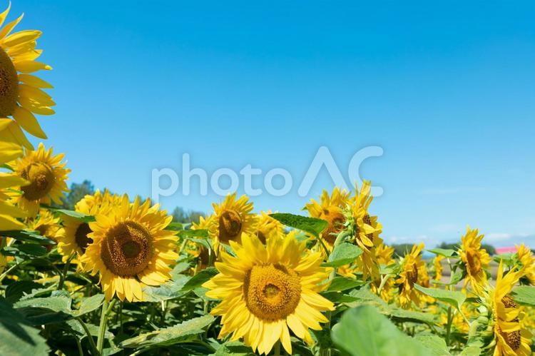 青空とひまわり③ 花,ひまわり,向日葵の写真素材