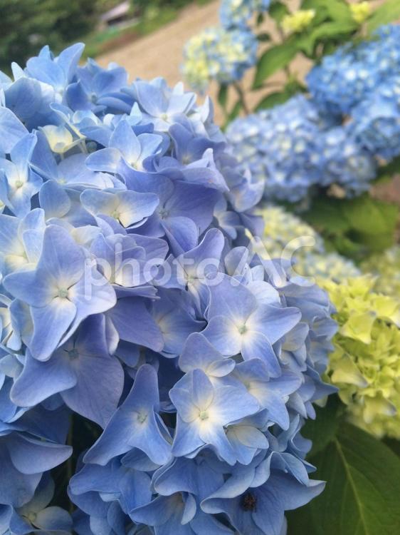 アジサイ、青色　 アジサイ,あじさい,紫陽花の写真素材