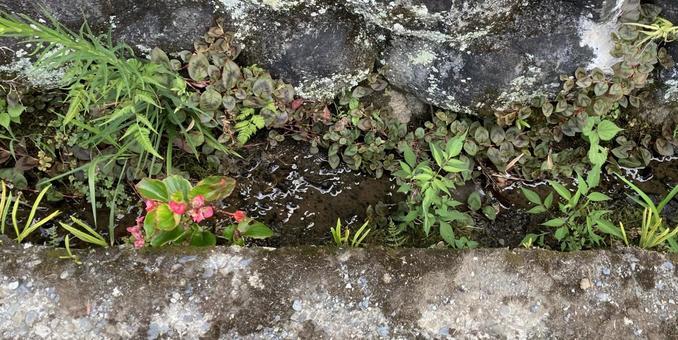 ベゴニアと雑草 ベゴニアと雑草 ベゴニア,雑草,コンクリートの写真素材
