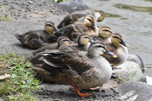 鴨の親子 鳥,野鳥,自然の写真素材