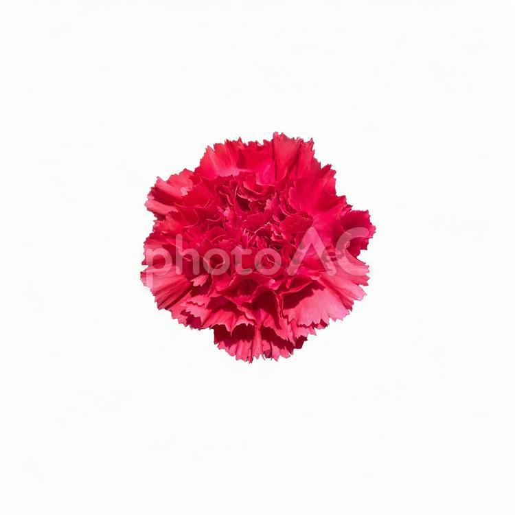 画像素材　カーネーション　赤 カーネーション,赤,切り抜きの写真素材