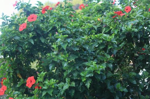 ハワイの花、ハイビスカス満開 ハワイの花、ハイビスカス満開の写真