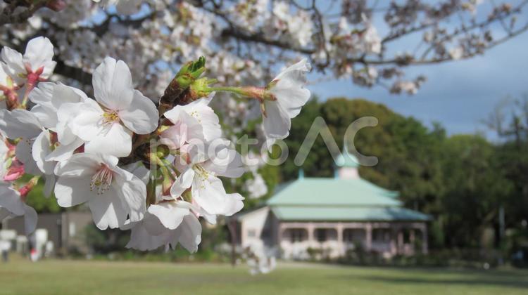 八幡山公園の桜 桜,さくら,八幡山公園の写真素材