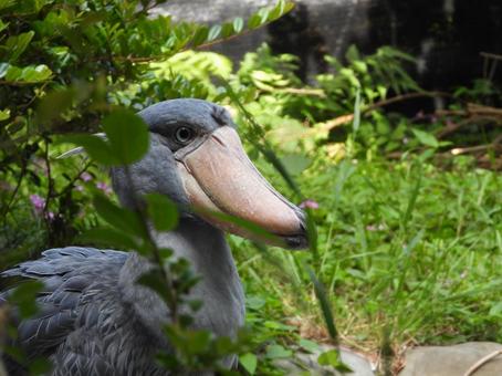 ハシビロコウ、精悍でイイね 鳥,野鳥,自然の写真素材