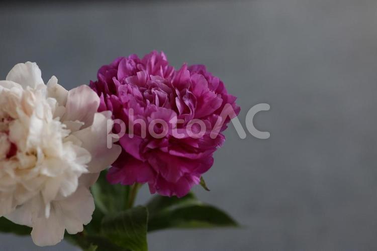 咲きほこる芍薬 芍薬,花,自然の写真素材