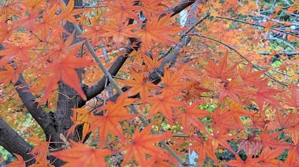 紅葉-128 もみじ,秋色,秋イメージの写真素材