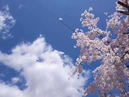 空とサクラ 空とサクラの写真