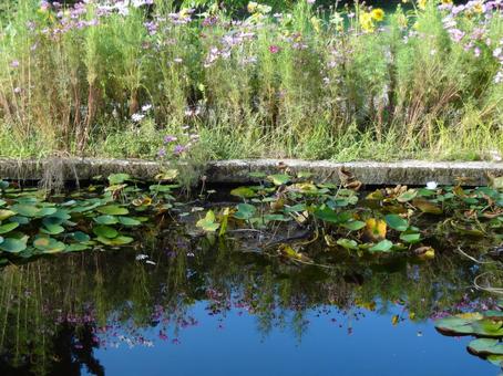 Water surface scenery Cosmos, JPG