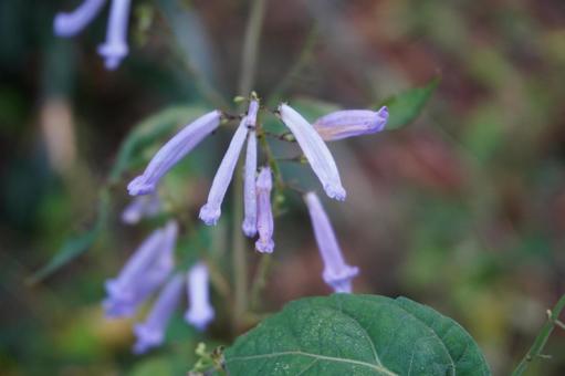 アキチョウジ 秋,丁字,山野草の写真素材