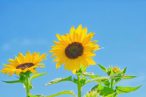 ひまわりと青空 ひまわりと青空 ひまわり,ヒマワリ,向日葵の写真素材