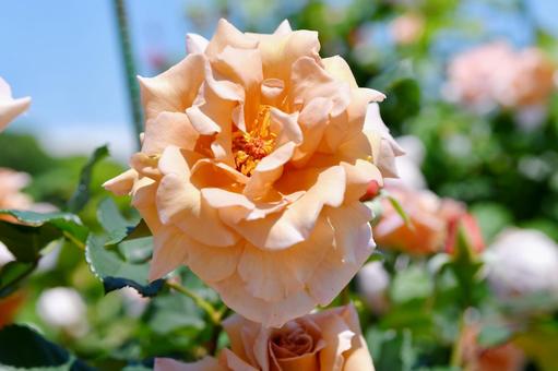 薔薇 ジュリア 薔薇 ジュリア 薔薇,ジュリア,花の写真素材