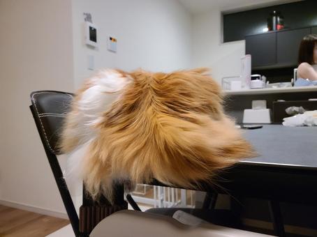 スコティッシュフォールドの後ろ姿 猫,スコティッシュフォールド,モフモフの写真素材