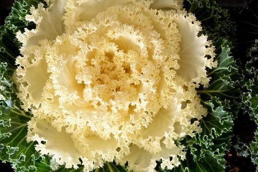 ハボタン ハボタン,花,花壇の写真素材