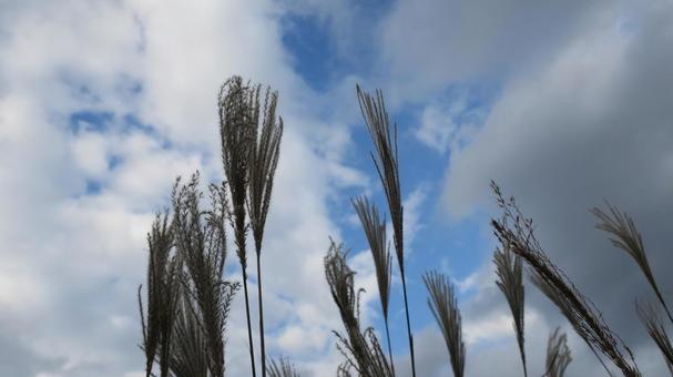 ススキ ススキ,ススキの穂,自然の写真素材