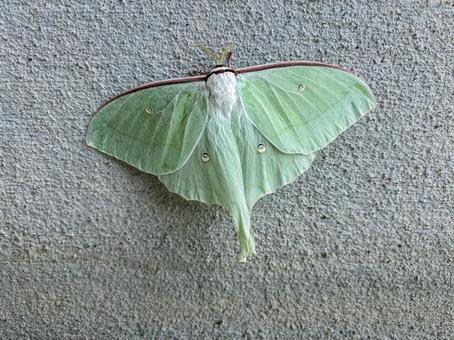 オオミズアオ オオミズアオ オオミズアオ,蛾,緑色の写真素材