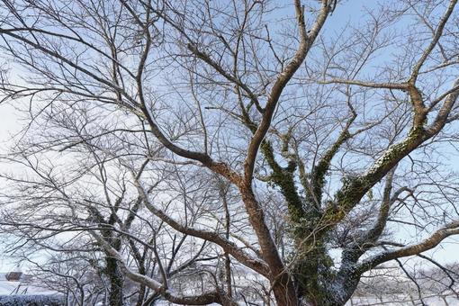 冬の木 冬の木の写真
