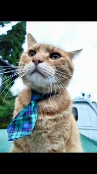 猫 猫 猫,ネクタイ,可愛いの写真素材