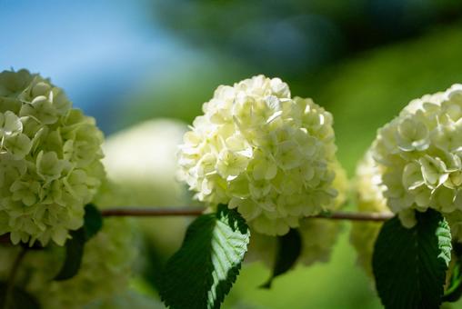 青空とオオデマリの花 青空とオオデマリの花の写真