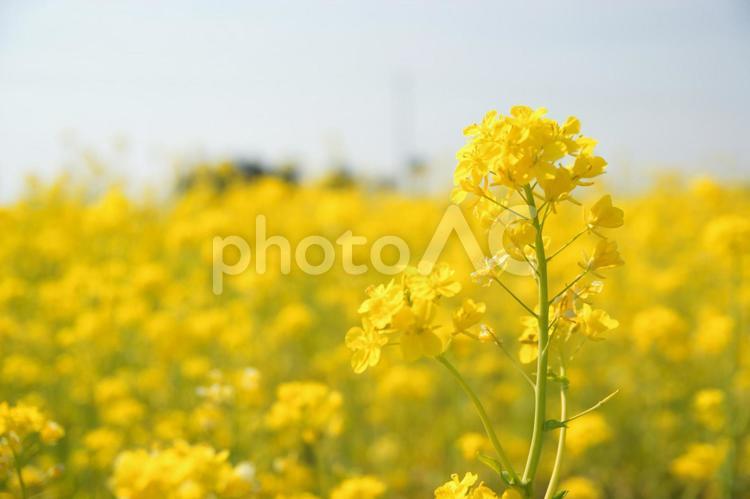 たくさんの菜の花 菜の花,菜の花畑,黄色の写真素材