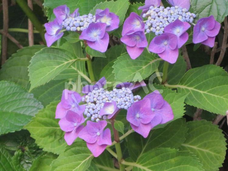 梅雨前に咲く小さなアジサイ アジサイ,紫陽花,あじさいの写真素材