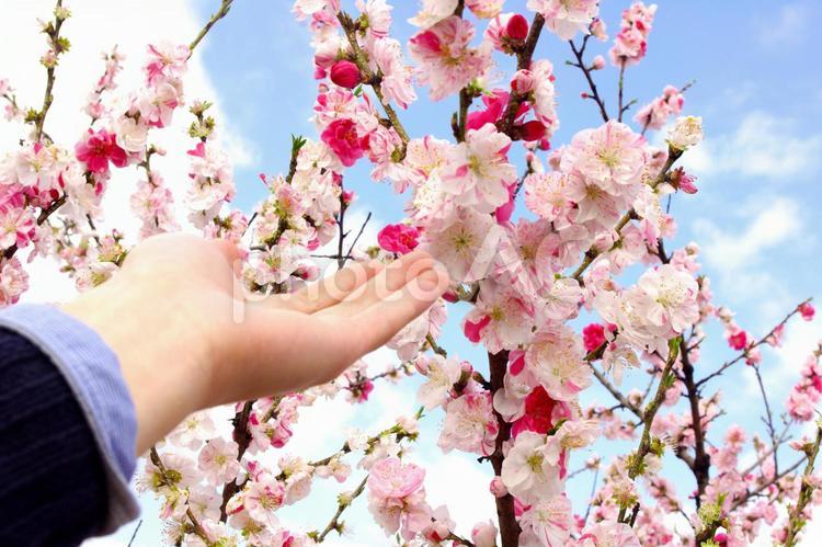 綺麗な梅の花と手と青空３ 花,植物,梅の写真素材