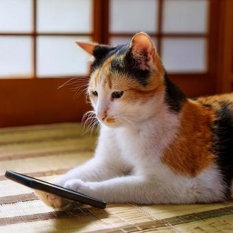 スマホ猫2の写真