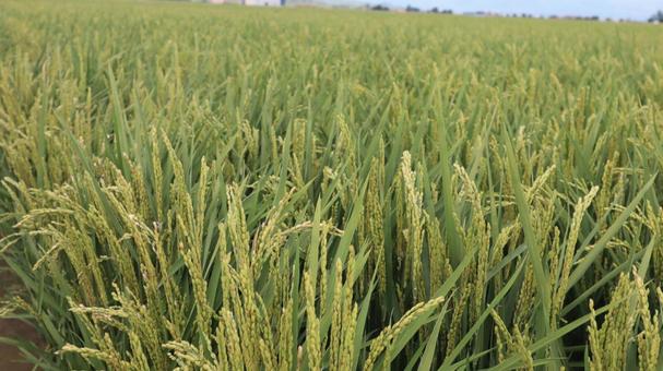 稲 稲,米,稲作の写真素材