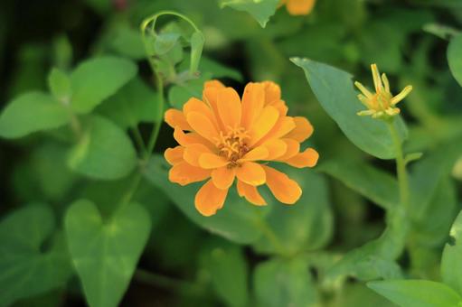 百日草(ジニア)のオレンジ色の花 百日草(ジニア)のオレンジ色の花の写真