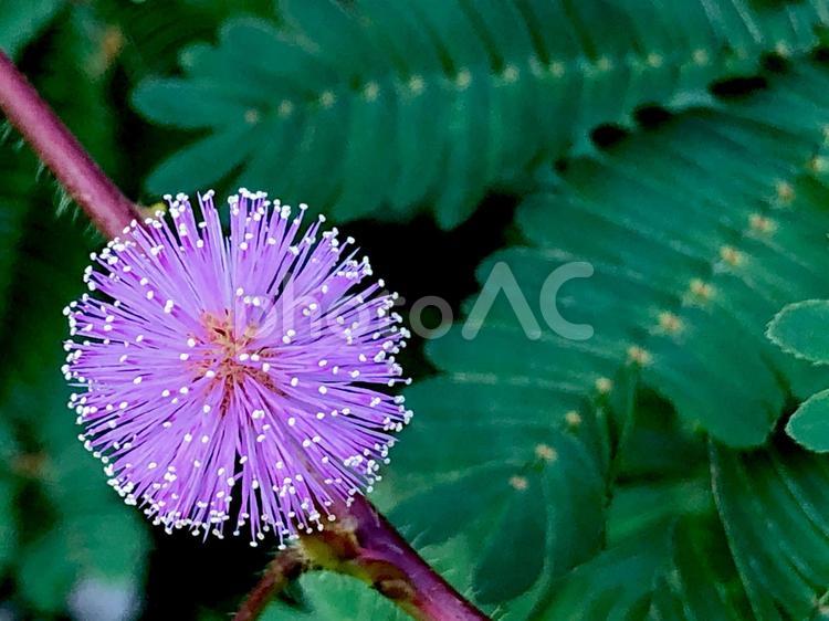 オジギソウ オジギソウ,何人もありません,自然の写真素材