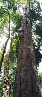 Photo, big trees, forest, tropics, 