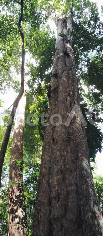 熱帯の巨木 巨木,森林,熱帯の写真素材