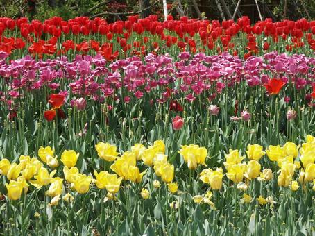 チューリップ・Tulips チューリップ・Tulips 咲く風景,球根植物,チューリップの写真素材