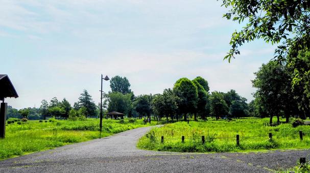夏の水元公園・緑の夏草&木々(葛飾区) 夏の水元公園・緑の夏草&木々(葛飾区)の写真