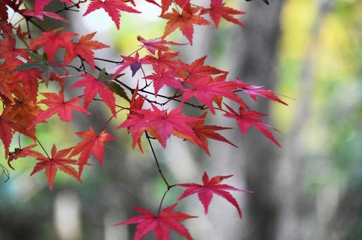 紅葉 紅葉の写真